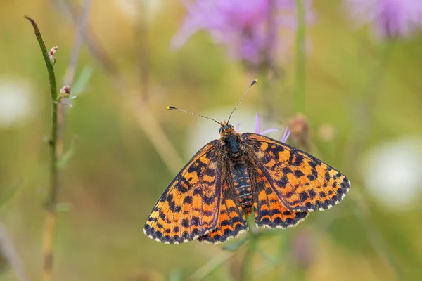 Spotted Fritillary Butterfly Melitaea Didyma Beautiful Shinning Butterfly European Meadows — Stock Photo, Image