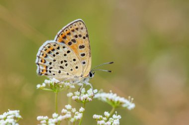 Sooty Copper kelebeği - Lycaena tityrus, Avrupa çayır ve otlaklarından güzel renkli kelebek, Zlin, Çek Cumhuriyeti.