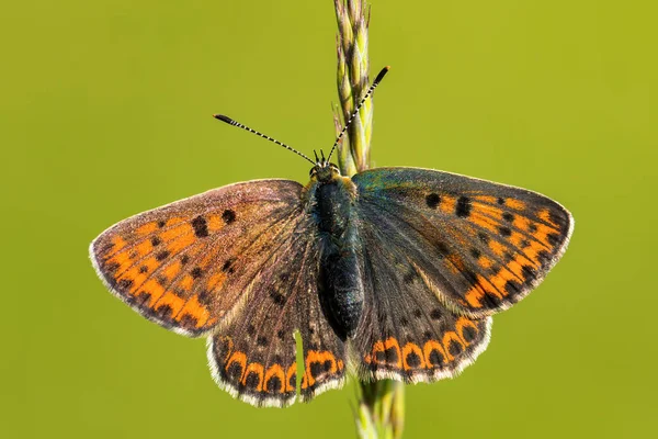 Sooty Copper kelebeği - Lycaena tityrus, Avrupa çayır ve otlaklarından güzel renkli kelebek, Zlin, Çek Cumhuriyeti.