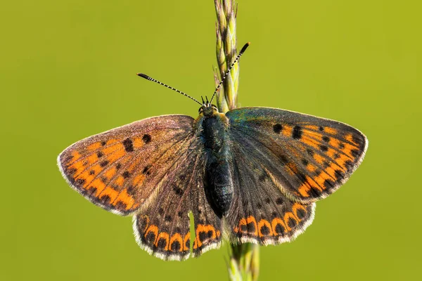 Sooty Copper Butterfly Lycaena Tityrus Beautiful Colored Butterfly European Meadows — Stock Photo, Image