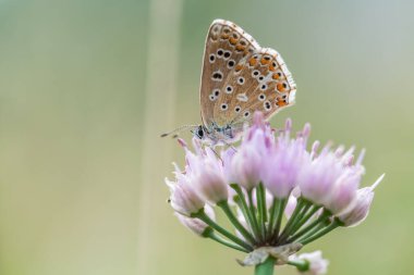 Ortak Mavi Kelebek - Polyommatus icarus, Avrupa çayır ve otlaklarından güzel renkli kelebek, Zlin, Çek Cumhuriyeti.