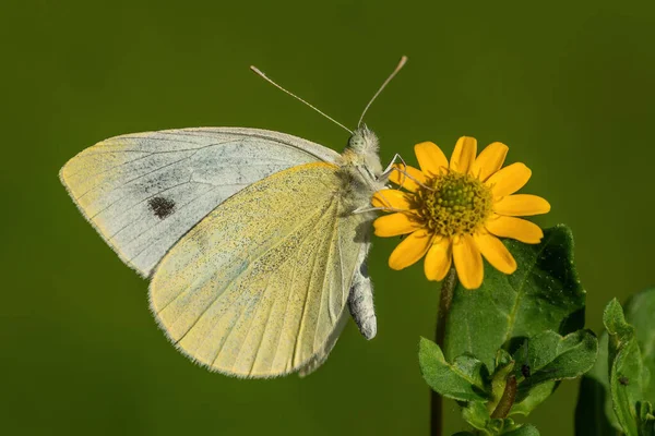 Small White Pieris Rapae Beautiful White Butterfly European Meadows Grasslands — Stock Photo, Image