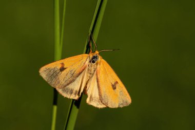 Bulutlu Buff güvesi - Diacrisia sannio, Avrupa çayır ve otlaklarından güzel renkli güve, Zlin, Çek Cumhuriyeti.