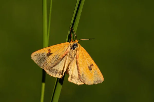 Clouded Buff Moth Diacrisia Sannio Beautiful Colored Moth European Meadows — Stock Photo, Image