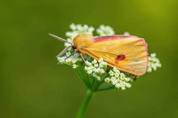 Clouded Buff Moth Diacrisia Sannio Beautiful Colored Moth European Meadows — Stock Photo, Image