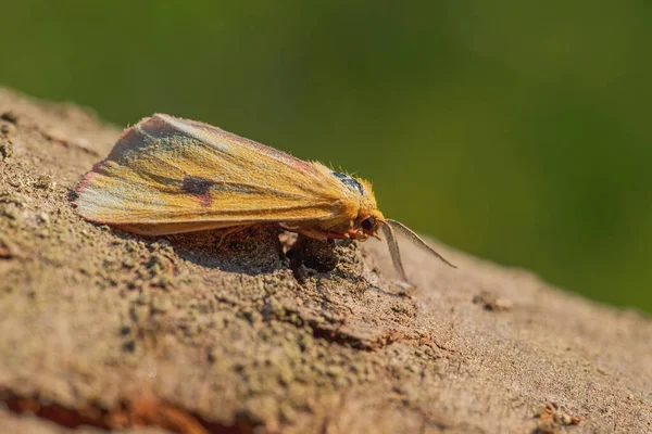 Clouded Buff Moth Diacrisia Sannio Красивый Цветной Мот Европейских Метеорных — стоковое фото