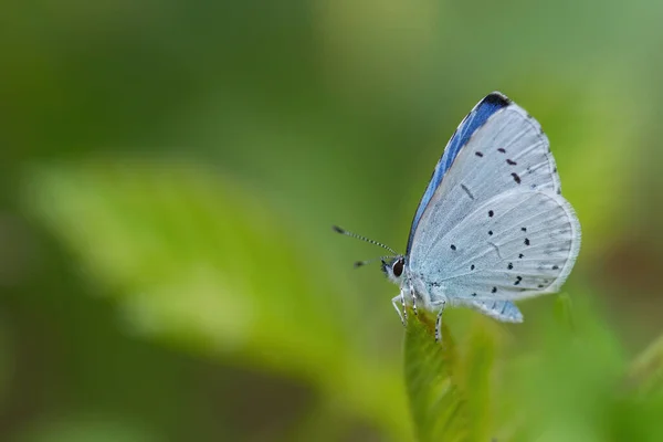 Celastrina Argiolus 초원과 초원에서 아름답고 하브라니 — 스톡 사진