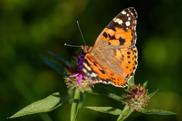 Painted Lady Butterfly Vanessa Cardui Beautiful Colored Butterfly European Meadows — Stock Photo, Image