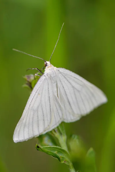 Black Veined Moth Siona Lineata Beautiful White Moth European Meadows — Stock Photo, Image