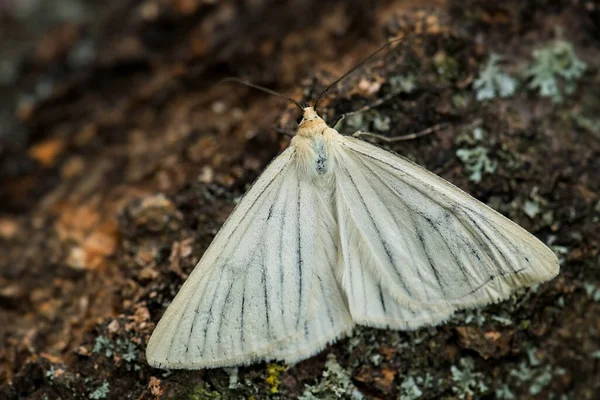 来自欧洲草地和草原的美丽的白蛾 黑脉蛾 Siona Lineata 捷克共和国兹林市 — 图库照片