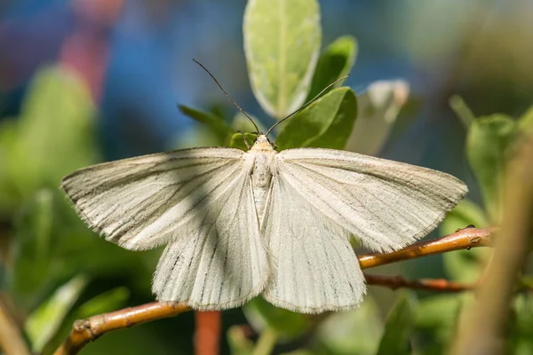 Black Veined Moth Siona Lineata Beautiful White Moth European Meadows — Stock Photo, Image