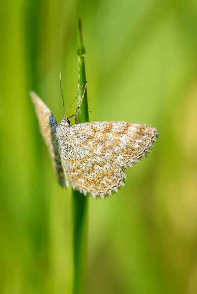 Lewes Wave Scopula Immorata Pequena Mariposa Comum Dos Prados Prados — Fotografia de Stock