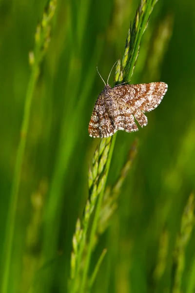 公共健康蛾 Ematurga Atomaria 来自欧洲草地和草原的普通褐蛾 捷克共和国兹林市 — 图库照片