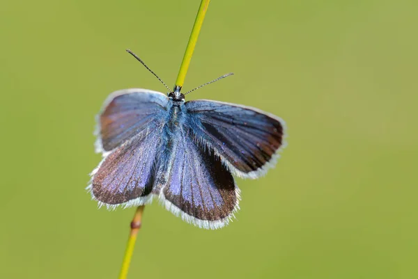 Reverdin Blue Butterfly Plebejus Argyrognomon Beautiful Small Blue Butterfly European — ストック写真