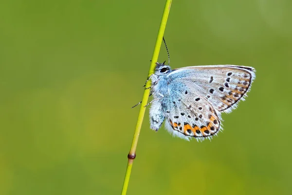 Reverdin Blue Butterfly Plebejus Argyrognomon Hermosa Pequeña Mariposa Azul Prados — Foto de Stock