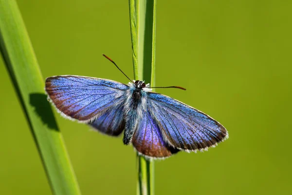 反转蓝蝴蝶 美丽的小蓝蝴蝶 来自欧洲草地和草原 捷克共和国兹林市 — 图库照片