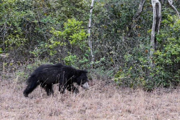 Медведь Ленивец Melursus Ursinus Национальный Парк Уилпатту Шри Ланка Азиатское — стоковое фото