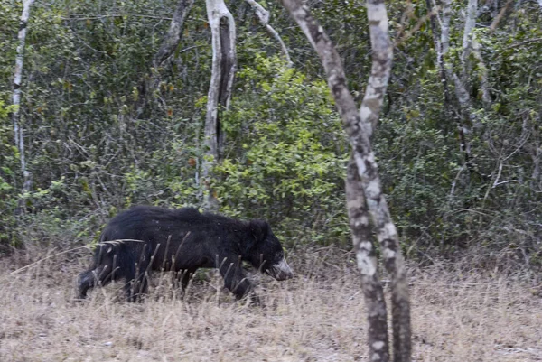 Lenoch Melursus Ursinus Národní Park Wilpattu Srí Lanka Asijské Safari — Stock fotografie