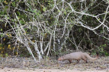 Ruddy Mongoose - Herpestes smithii - Sri Lanka çalı ve ormanlarında yaşayan misyonerler, Sri Lanka.