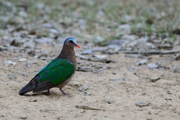 Emerald Dove Chalcophaps Indica Beautiful Colored Pigeon Asian Forests Sri — Stock Photo, Image