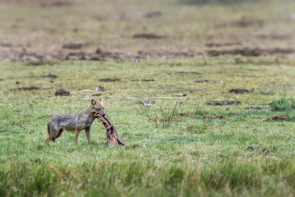 Chacal Dourado Canis Aureus Mamíferos Carnívoros Selvagens Florestas Colinas Velho — Fotografia de Stock