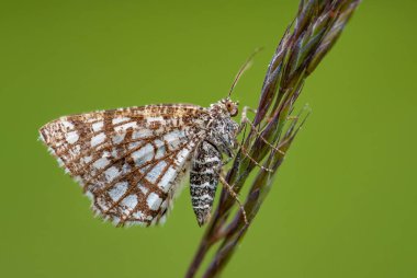Latticed Heath - Chiasmia clathrata, Avrupa çayır ve otlaklarından küçük kahverengi ve sarı güve, Zlin, Çek Cumhuriyeti.