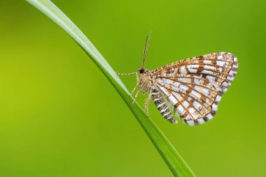 Latticed Heath - Chiasmia clathrata, Avrupa çayır ve otlaklarından küçük kahverengi ve sarı güve, Zlin, Çek Cumhuriyeti.