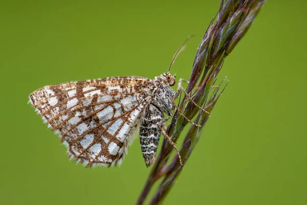 Latticed Heath Chiasmia Clathrata Pequeña Polilla Marrón Amarilla Prados Pastizales —  Fotos de Stock