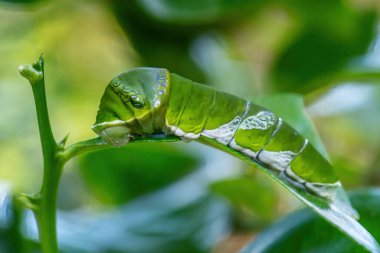 Büyük Sarı Mormon - Papilio lowi, Güneydoğu Asya ormanlarından ve otlaklarından güzel büyük kelebek, Borneo, Endonezya.