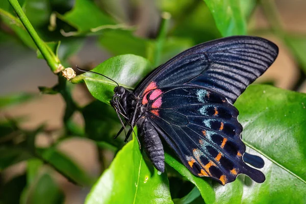 Great Yellow Mormon Papilio Lowi Beautiful Large Butterfly Southeast Asian — Stock Photo, Image