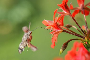 Uğultulu Şahin Güvesi - Macroglossum stellatarum, Avrupa çayırlarından güzel küçük atmaca güvesi, Zlin, Çek Cumhuriyeti.