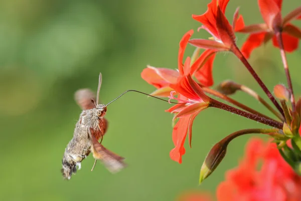 Humming Bird Hawk Moth Macroglossum Stellatarum Beautiful Small Hawkmoth European — Stock Photo, Image
