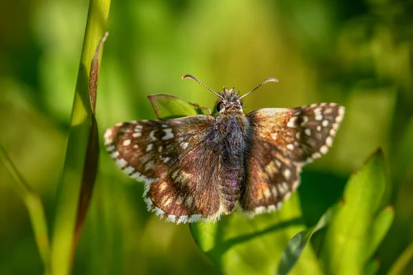 Grizzled Skipper上级领导 Pyrgus Armoricanus 美丽的小蝴蝶 来自欧洲草地和草原 捷克共和国兹林市 — 图库照片