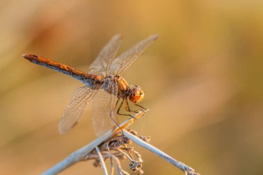 Southern Darter - Sympetrum meridionale, Avrupa 'daki bataklıklar, tatlı sular ve deniz kıyılarından güzel turuncu yusufçuk, Pag Adası, Hırvatistan.