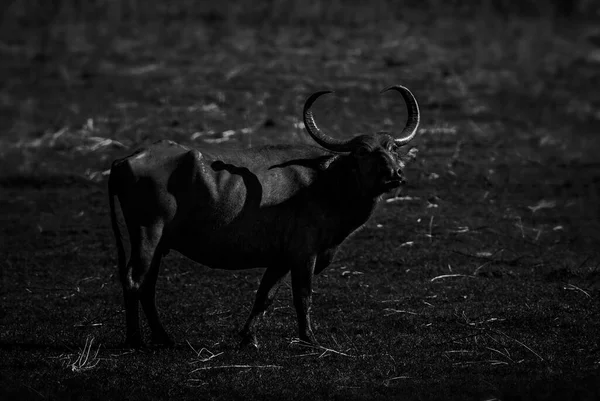Sri Lanka Wild Buffalo Bubalus Arnee Migona Grande Mamífero Pântanos — Fotografia de Stock
