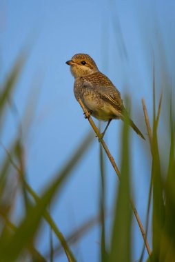 Kırmızı sırtlı Shrike - Lanius Collurio, Avrupa 'daki çalılıklar ve ormanlık alanlardan tüneyen güzel renkli kuş, Pag Adası, Hırvatistan.