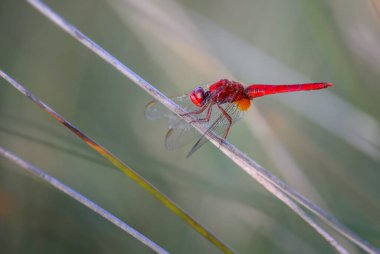 Kızıl Yusufçuk - Timsahlar eritra, Avrupa 'daki bataklıklardan, tatlı sulardan ve deniz kıyısından güzel kırmızı yusufçuk, Pag Adası, Hırvatistan.