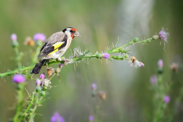 European Goldfinch Carduelis Carduelis Beautiful Colored Perching Bird European Meadows — Stock Photo, Image