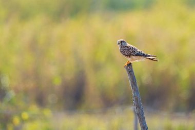 Avrasya Kestrel - Falco tinnunculus, Avrupa ormanlarından güzel yırtıcı kuş, Pag Adası, Hırvatistan.