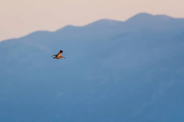 Eurasian Curlew Numenius Arquata Velký Blatník Speciálním Účtem Euroasijských Bažin — Stock fotografie