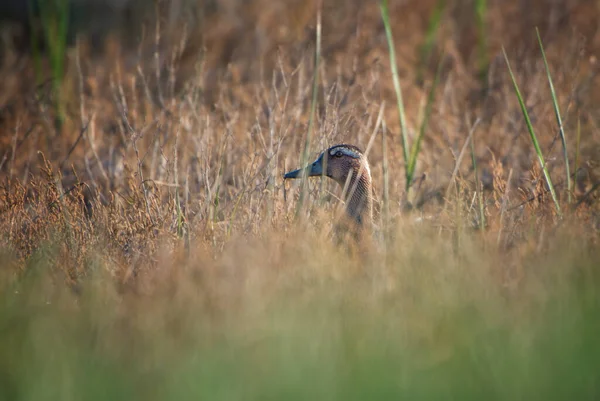 Garganey Duck Anas Querquedula Маленькая Красивая Утка Пресных Вод Болот — стоковое фото