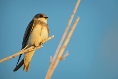 Sand Martin - Riparia riparia, Avrasya 'nın kumsallarından güzel ve utangaç bir kuş, Pag Adası, Hırvatistan.