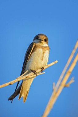 Sand Martin - Riparia riparia, Avrasya 'nın kumsallarından güzel ve utangaç bir kuş, Pag Adası, Hırvatistan.