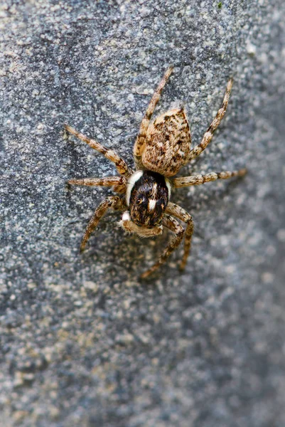 跳跃的蜘蛛 来自克罗地亚帕格岛欧洲草地和草原的美丽的小蜘蛛 半身像蜘蛛 — 图库照片