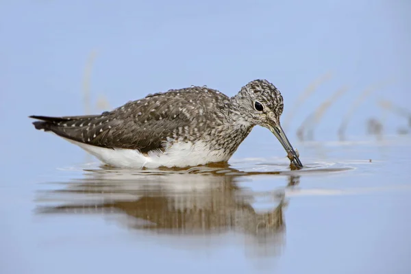 Green Sandpiper Tringa Ochropus Beautiful Small Wader Euroasian Swamps Marsches — Stock Photo, Image