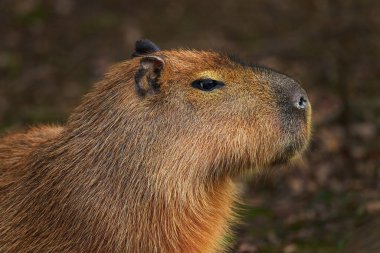 Capybara - Hydrochoerus hydrochaeris, Güney Amerika savanalarından dev kemirgen portresi, bataklık ve çayırlar, Brezilya.