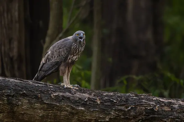 Changeable Hawk Eagle Spizaetus Cirrhatus Beautiful Large Bird Prey South — Stock Photo, Image