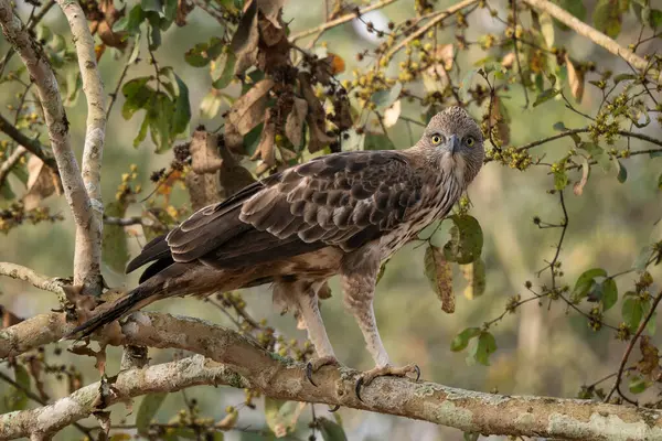 Águia Falcão Mutável Spizaetus Cirrhatus Bela Ave Rapina Grande Florestas — Fotografia de Stock