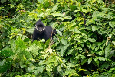 Hatinh Langur - Trachypithecus hatinhensis, Orta Vietnam 'daki kireçtaşı ormanlarına özgü, yüksek derecede tehdit altındaki güzel siyah Asya primatı.