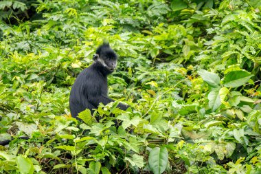 Hatinh Langur - Trachypithecus hatinhensis, Orta Vietnam 'daki kireçtaşı ormanlarına özgü, yüksek derecede tehdit altındaki güzel siyah Asya primatı.